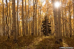 Aspen Sunburst Lone Pine 100221 8834