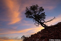 Pinion Pine Sunrise Teasdale 3