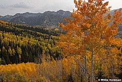 Orange Aspens Big Cottonwood 092821 5066