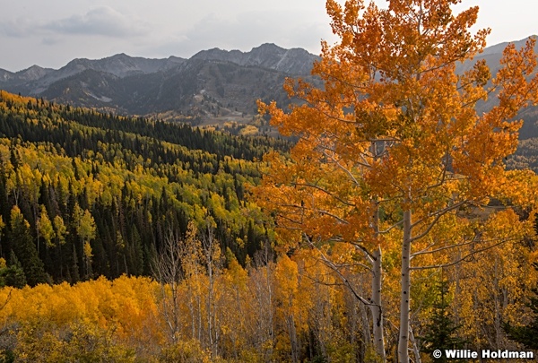 Orange Aspens Big Cottonwood 092821 5066