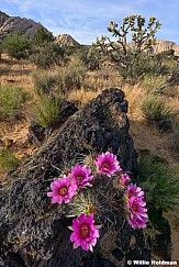 Hedge Hog Lava RockF 040926 2