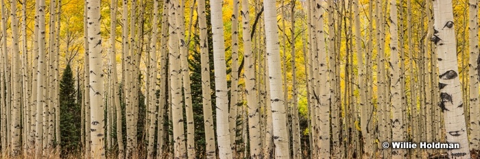 AspenTrunks Forest 103115
