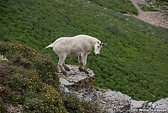 Rocky Mountain Goat 071915 2