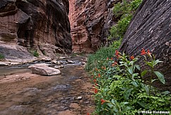 Red Flowers Narrows 052018 4748 2