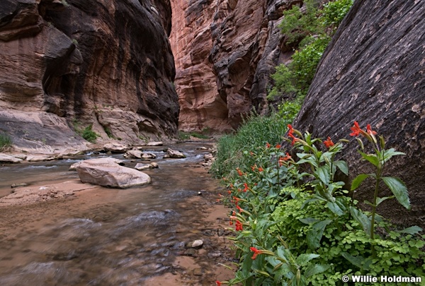 Red Flowers Narrows 052018 4748 2