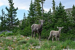 Rocky Mountain Sheep Timp 071526 6138
