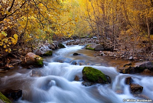 Bigcottonwoodstream 6415