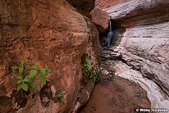 Grand Canyon Saddle Canyon 041116 6054