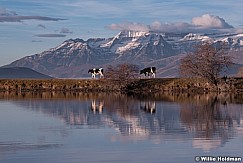Two Cows Reflection Timpanogos 021217 0395