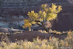 Cottonwood Tree Capitol Reef 102120 8452 3