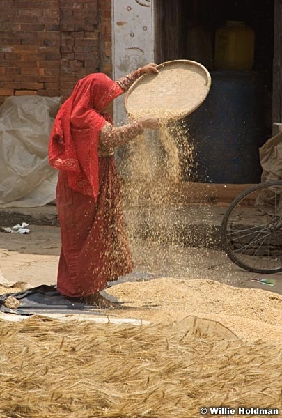 Wheat051909 9842