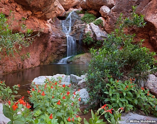 Grand Canyon Elves Chasemflowers 042012 528