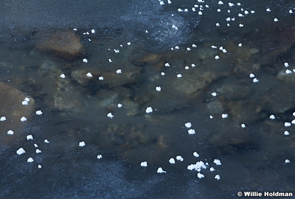 Snow Dots 030513 103