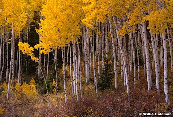 Yellow Aspens 100813 0327