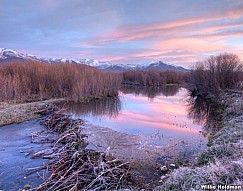 wetlandbeaverpond040111 9953