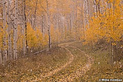 Snowing on golden aspens, Utah