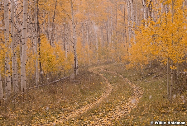 Snowing on golden aspens, Utah