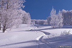 Powder Snow 0893