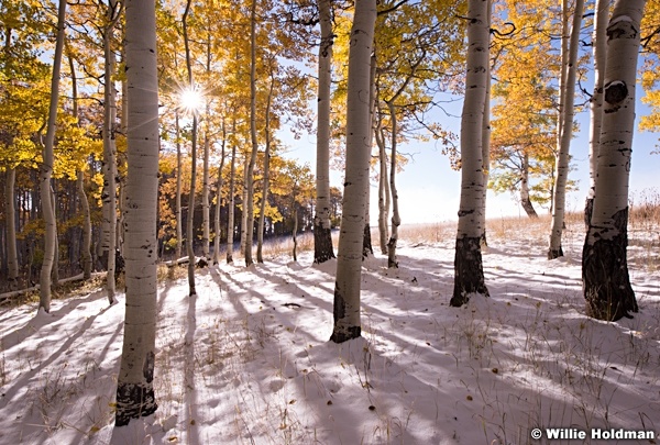 Aspen snow 0100513 8397