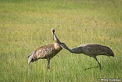 Sand Hill Cranes 082915 7769