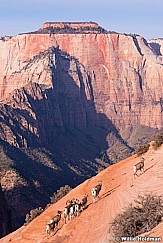 Bighorn Sheep Zion 110613 0658 2