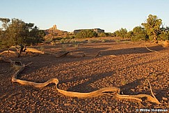SanRafaelroot 719