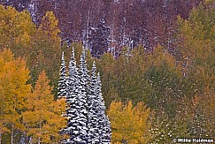 Snow Pine Aspens 100413 8160