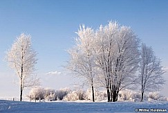 treefrost020209 11457.tiff