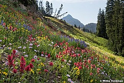 Timpanogos Wildflowers 080116 6442