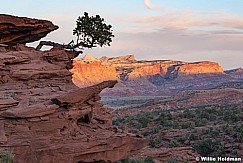 Capitol Reef Tree 051921 0264