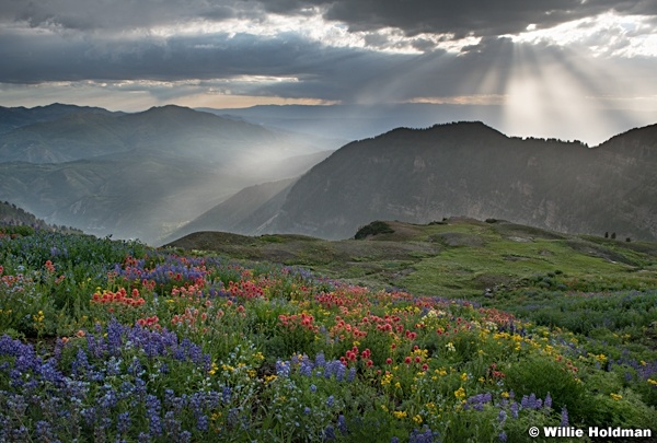 Timpanogos Wildflowers Rays 072720 3868