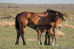 Wild Horse with Foal 051621 8473