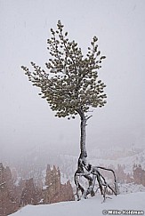 Bryce Canyon Snow Tree 042721 3583