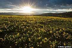 Glacier Lilies Sunburst 062223 4687