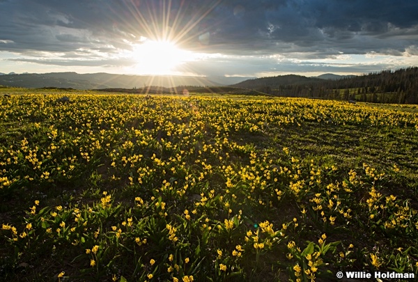 Glacier Lilies Sunburst 062223 4687