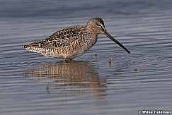 Curlew Utah Lake 042320 8980