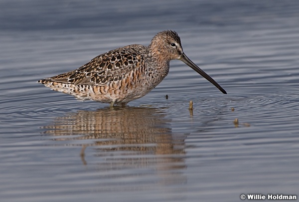 Curlew Utah Lake 042320 8980
