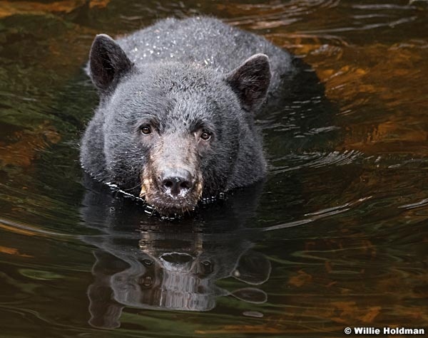Black Bear Alaska 081916 5426