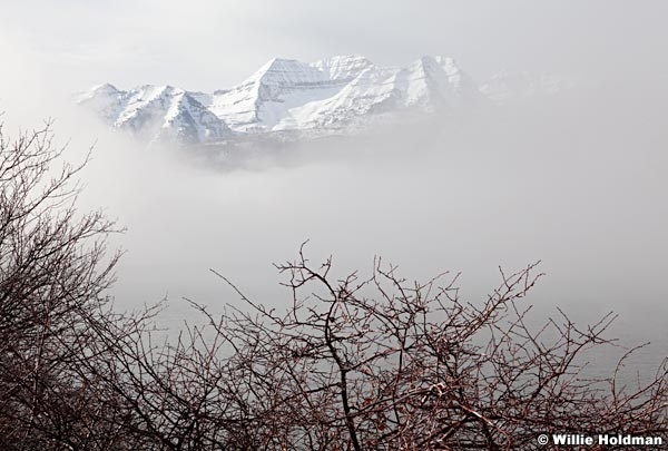 Timpanogosdeercreek121310 1668