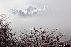Timpanogosdeercreek121310 1668