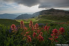 Timpanogos Basin Wildflowers 081417 0199