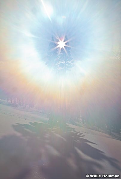 Sun Star Pine Winter 112410 70