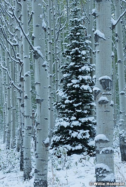 Lone Aspen Snow 092417 3229 2