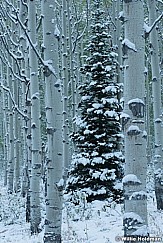 Lone Aspen Snow 092417 3229 2