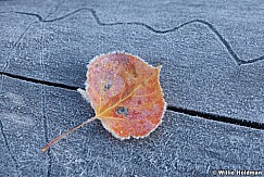 Frostyaspenleaf100911 377