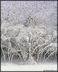 158020001819BWboarder