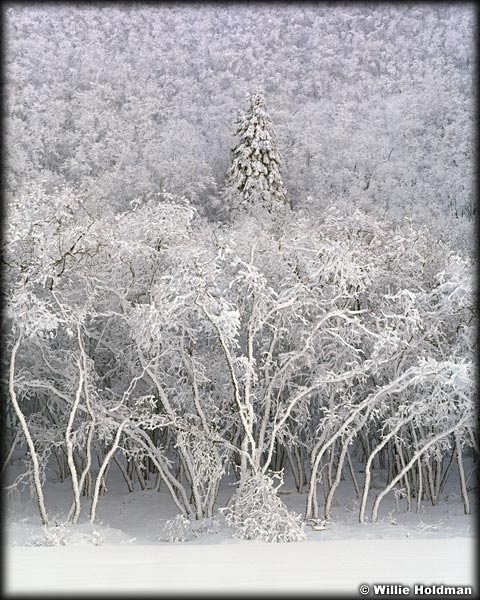 158020001819BWboarder