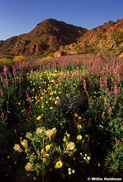 joshuatreeflowers
