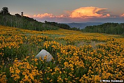 Yellow Daisies SunsetF 063013 3105