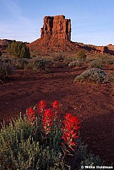 Painbrush Desert Flower 042414 6058